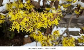 Attēlu rezultāti vaicājumam “Hamamelis japonica”