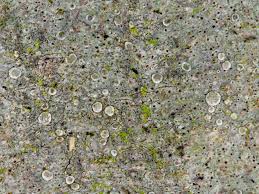 Attēlu rezultāti vaicājumam “Lecanora albella”