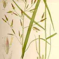 Attēlu rezultāti vaicājumam “Festuca pratensis”