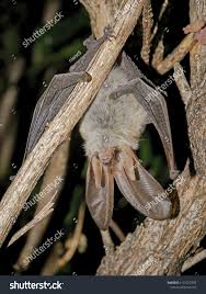 Attēlu rezultāti vaicājumam “Plecotus auritus”