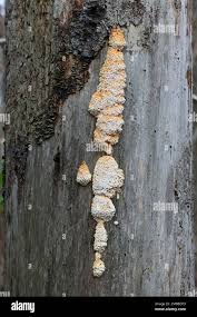 Attēlu rezultāti vaicājumam “Pycnoporellus alboluteus”