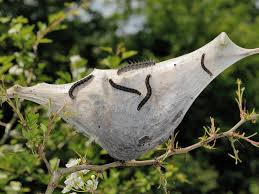 Attēlu rezultāti vaicājumam “Eriogaster lanestris”