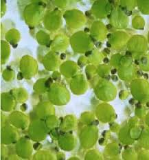 Attēlu rezultāti vaicājumam “Spirodela polyrhiza”