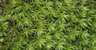 Attēlu rezultāti vaicājumam “Saelania glaucescens sporophyte”