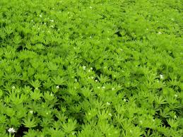 Image result for Galium odoratum