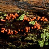 Attēlu rezultāti vaicājumam “Hemitrichia decipiens”