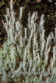 Attēlu rezultāti vaicājumam “Cladonia squamosa”