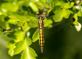 Attēlu rezultāti vaicājumam “Orthetrum cancellatum”