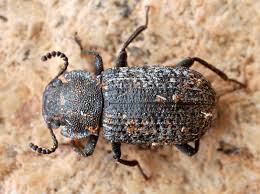 Attēlu rezultāti vaicājumam “Bolitophagus reticulatus”