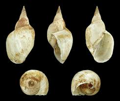 Attēlu rezultāti vaicājumam “Lymnaea stagnalis”