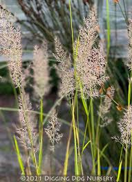 Attēlu rezultāti vaicājumam “Calamagrostis arundinacea leaf”