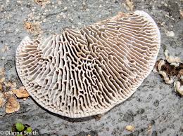 Attēlu rezultāti vaicājumam “Daedalea quercina”