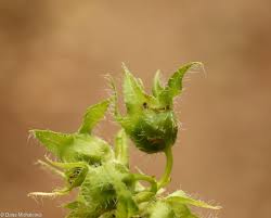 Attēlu rezultāti vaicājumam “Campanula trachelium bud”