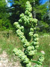Image result for Chenopodium album
