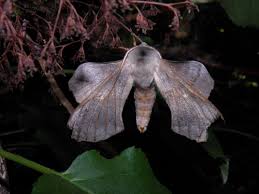 Attēlu rezultāti vaicājumam “Laothoe populi”