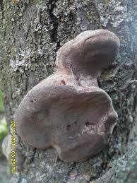 Attēlu rezultāti vaicājumam “Phellinus pomaceus”