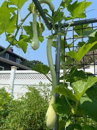 Image result for tromboncino