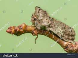 Attēlu rezultāti vaicājumam “Achlya flavicornis”