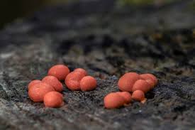 Attēlu rezultāti vaicājumam “Lycogala roseosporum macro”