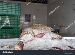 Image result for Lutjanus griseus