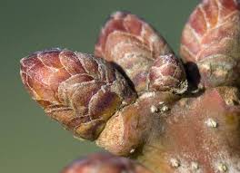 Attēlu rezultāti vaicājumam “Quercus robur bud”