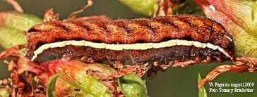 Attēlu rezultāti vaicājumam “Actinotia polyodon”