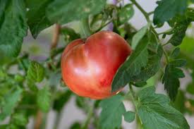 Afbeeldingsresultaat voor Pink Brandywine tomato