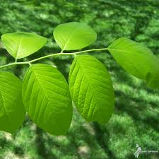 Attēlu rezultāti vaicājumam “Cladrastis kentukea leaf”