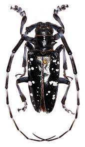 Attēlu rezultāti vaicājumam “Cerambycidae”