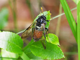 Attēlu rezultāti vaicājumam “Cimbex femoratus”