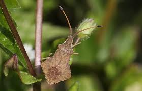 Attēlu rezultāti vaicājumam “Closterotomus biclavatus imago”