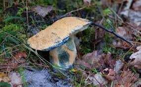 Attēlu rezultāti vaicājumam “Gyroporus cyanescens”