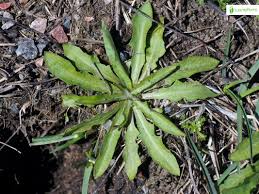 Attēlu rezultāti vaicājumam “Crepis tectorum fruit”