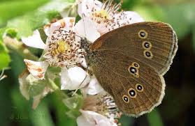 Attēlu rezultāti vaicājumam “Aphantopus hyperantus underside”