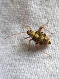 Attēlu rezultāti vaicājumam “Lygus nymph nymph”