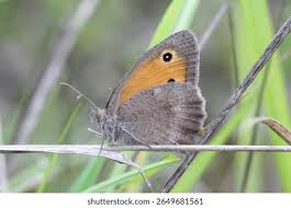 Attēlu rezultāti vaicājumam “Hyponephele lycaon male”