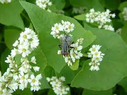 Attēlu rezultāti vaicājumam “Fagopyrum esculentum flower”