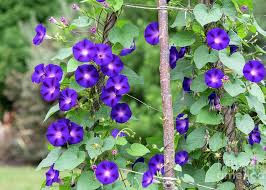 Image result for Ipomoea purpurea