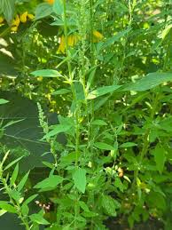 Attēlu rezultāti vaicājumam “Chenopodium acerifolium flower”