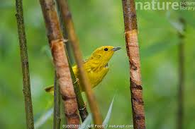 Image result for Dendroica petechia