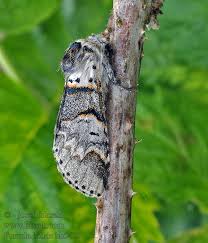 Attēlu rezultāti vaicājumam “Furcula bifida”