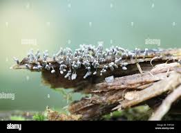 Attēlu rezultāti vaicājumam “Arcyria cinerea”