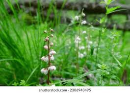 Attēlu rezultāti vaicājumam “Pyrola rotundifolia”