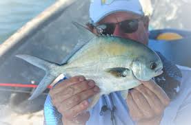 Image result for Trachinotus carolinus