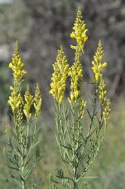 Attēlu rezultāti vaicājumam “Linaria loeselii”