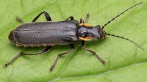 Attēlu rezultāti vaicājumam “Cantharis obscura”