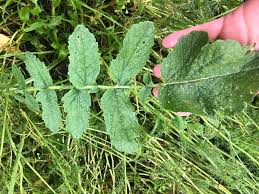 Attēlu rezultāti vaicājumam “Raphanus raphanistrum fruit”