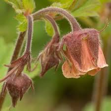Image result for Geum rivale