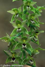Attēlu rezultāti vaicājumam “Epipactis helleborine fruit”