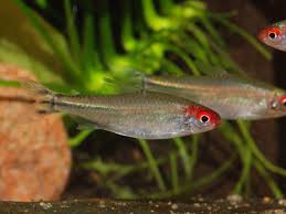 Attēlu rezultāti vaicājumam “Tetratoma ancora”